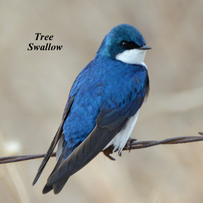 Tree Swallow